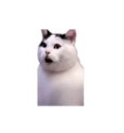 動く！踊る猫ミーム(パート29)（個別スタンプ：9）