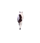 動く！踊る猫ミーム(パート29)（個別スタンプ：10）