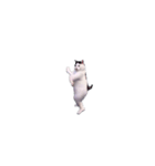 動く！踊る猫ミーム(パート29)（個別スタンプ：11）