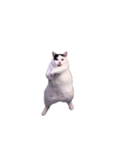 動く！踊る猫ミーム(パート29)（個別スタンプ：12）