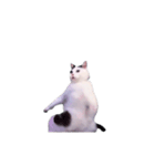 動く！踊る猫ミーム(パート29)（個別スタンプ：13）