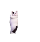 動く！踊る猫ミーム(パート29)（個別スタンプ：14）