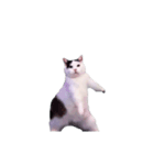 動く！踊る猫ミーム(パート29)（個別スタンプ：16）