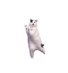動く！踊る猫ミーム(パート29)（個別スタンプ：17）