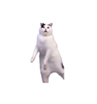 動く！踊る猫ミーム(パート29)（個別スタンプ：18）