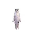 動く！踊る猫ミーム(パート29)（個別スタンプ：19）