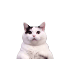 動く！踊る猫ミーム(パート29)（個別スタンプ：20）