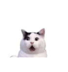 動く！踊る猫ミーム(パート29)（個別スタンプ：22）
