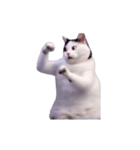 動く！踊る猫ミーム(パート29)（個別スタンプ：23）