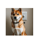 柴犬の新日常1（個別スタンプ：12）