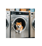 柴犬の新日常1（個別スタンプ：14）