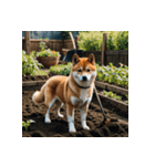 柴犬の新日常1（個別スタンプ：17）