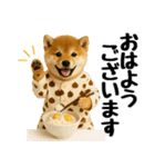 【秋冬】ずっと使える可愛い柴犬（個別スタンプ：1）