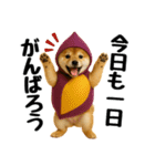 【秋冬】ずっと使える可愛い柴犬（個別スタンプ：2）