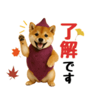 【秋冬】ずっと使える可愛い柴犬（個別スタンプ：6）