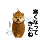 【秋冬】ずっと使える可愛い柴犬（個別スタンプ：12）