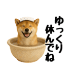 【秋冬】ずっと使える可愛い柴犬（個別スタンプ：16）