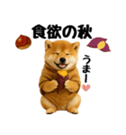 【秋冬】ずっと使える可愛い柴犬（個別スタンプ：19）