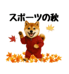 【秋冬】ずっと使える可愛い柴犬（個別スタンプ：20）