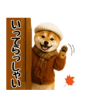 【秋冬】ずっと使える可愛い柴犬（個別スタンプ：21）