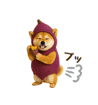 【秋冬】ずっと使える可愛い柴犬（個別スタンプ：31）