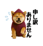 【秋冬】ずっと使える可愛い柴犬（個別スタンプ：33）