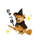 【秋冬】ずっと使える可愛い柴犬（個別スタンプ：39）