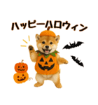 【秋冬】ずっと使える可愛い柴犬（個別スタンプ：40）