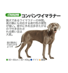 架空動物図鑑 vol.4(犬特集)（個別スタンプ：11）