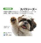 架空動物図鑑 vol.4(犬特集)（個別スタンプ：13）
