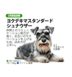 架空動物図鑑 vol.4(犬特集)（個別スタンプ：31）