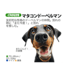 架空動物図鑑 vol.4(犬特集)（個別スタンプ：36）