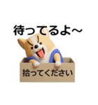 動く 3D猛コーギー（個別スタンプ：1）