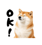 ぽっちゃりした柴犬がダイエット！（個別スタンプ：2）