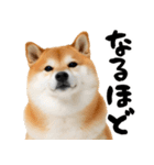 ぽっちゃりした柴犬がダイエット！（個別スタンプ：3）