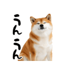 ぽっちゃりした柴犬がダイエット！（個別スタンプ：4）