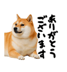 ぽっちゃりした柴犬がダイエット！（個別スタンプ：5）