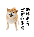 ぽっちゃりした柴犬がダイエット！（個別スタンプ：6）