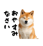 ぽっちゃりした柴犬がダイエット！（個別スタンプ：7）