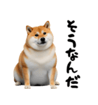 ぽっちゃりした柴犬がダイエット！（個別スタンプ：8）