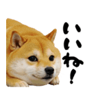 ぽっちゃりした柴犬がダイエット！（個別スタンプ：9）