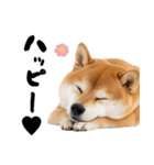 ぽっちゃりした柴犬がダイエット！（個別スタンプ：10）