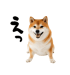 ぽっちゃりした柴犬がダイエット！（個別スタンプ：11）