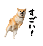 ぽっちゃりした柴犬がダイエット！（個別スタンプ：12）