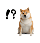ぽっちゃりした柴犬がダイエット！（個別スタンプ：13）