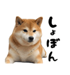 ぽっちゃりした柴犬がダイエット！（個別スタンプ：14）