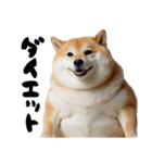 ぽっちゃりした柴犬がダイエット！（個別スタンプ：15）