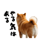 ぽっちゃりした柴犬がダイエット！（個別スタンプ：16）