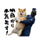 ぽっちゃりした柴犬がダイエット！（個別スタンプ：17）