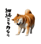 ぽっちゃりした柴犬がダイエット！（個別スタンプ：18）